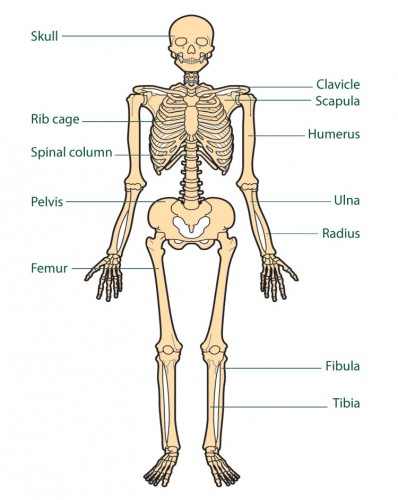 the human body labeled diagram - ModernHeal.com