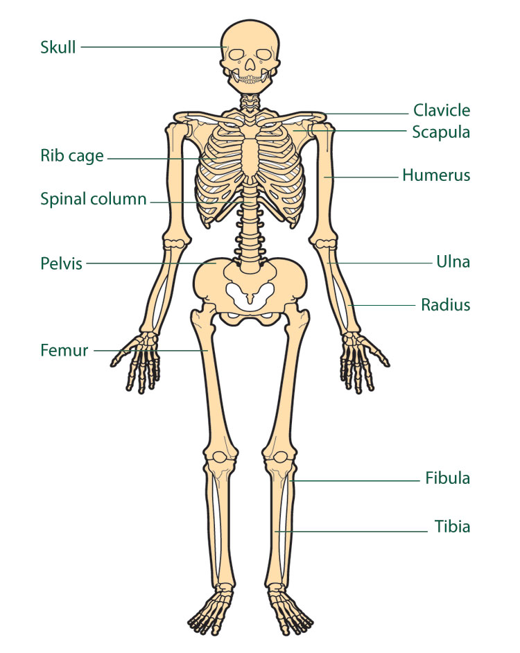 diagram of a human body labeled