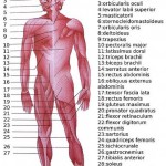 the human body muscles