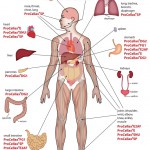 the human body organs