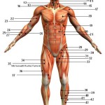 the human body parts