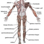 the human body systems