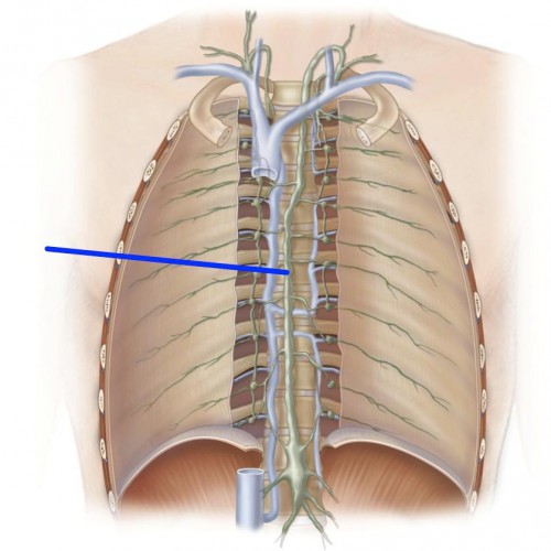 thoracic duct anatomy - ModernHeal.com