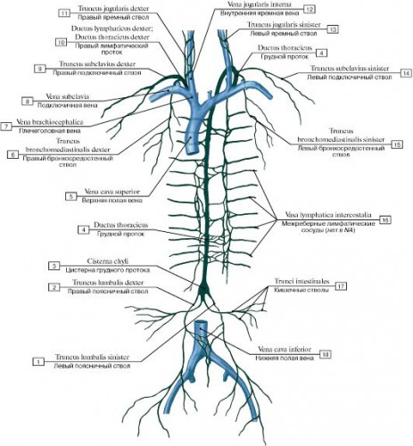 thoracic duct and lymphatic duct - ModernHeal.com