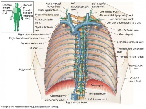 thoracic duct and right lymphatic duct - ModernHeal.com