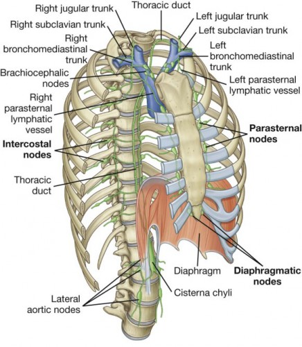 thoracic duct blockage - ModernHeal.com