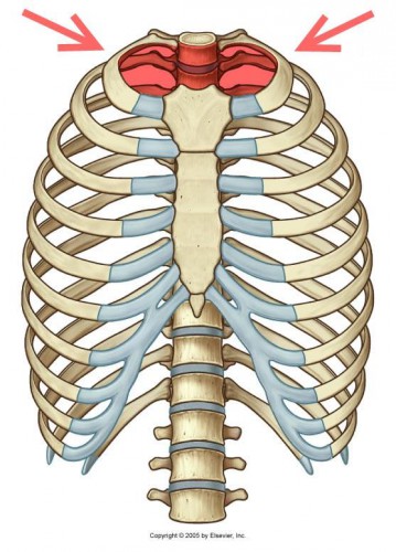 thoracic duct ct - ModernHeal.com