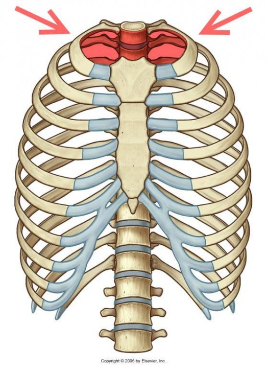 thoracic duct ct - ModernHeal.com