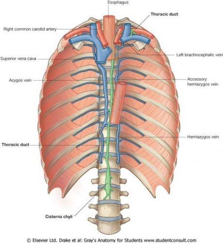 thoracic duct drains - ModernHeal.com