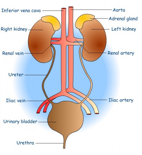 Urinary System Diagram 2938