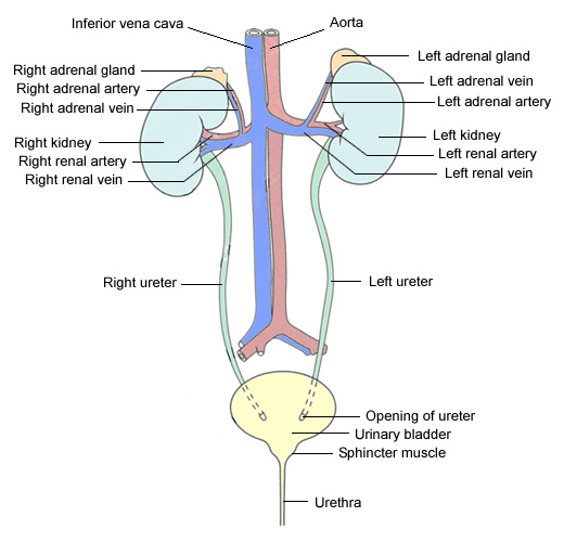 Urinary System For Kids - ModernHeal.com