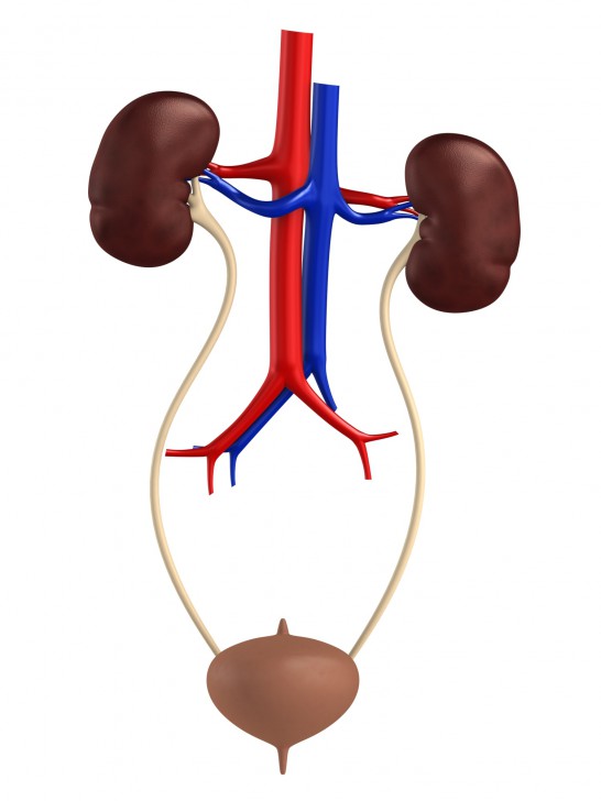urinary system parts and functions - ModernHeal.com