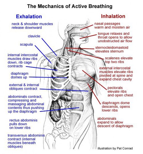 xiphoid-process-anatomy-modernheal