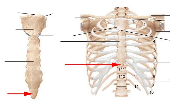 xiphoid-process-and-cpr-modernheal