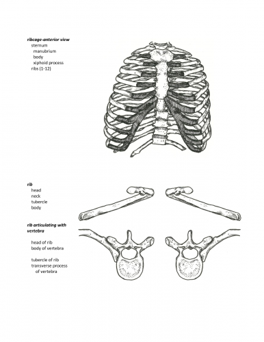 xiphoid process and gerd - ModernHeal.com