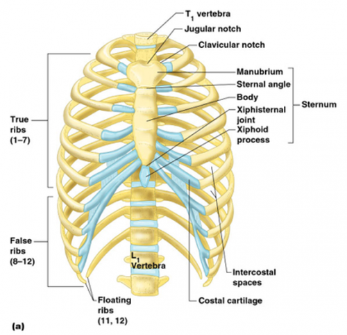 xiphoid process axial or appendicular - ModernHeal.com