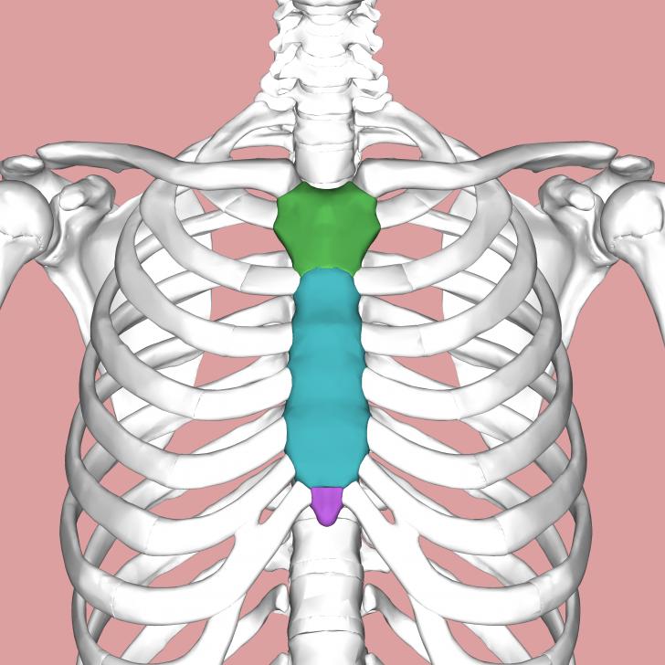 xiphoid process location - ModernHeal.com