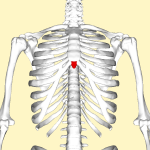 xiphoid process of the sternum - ModernHeal.com