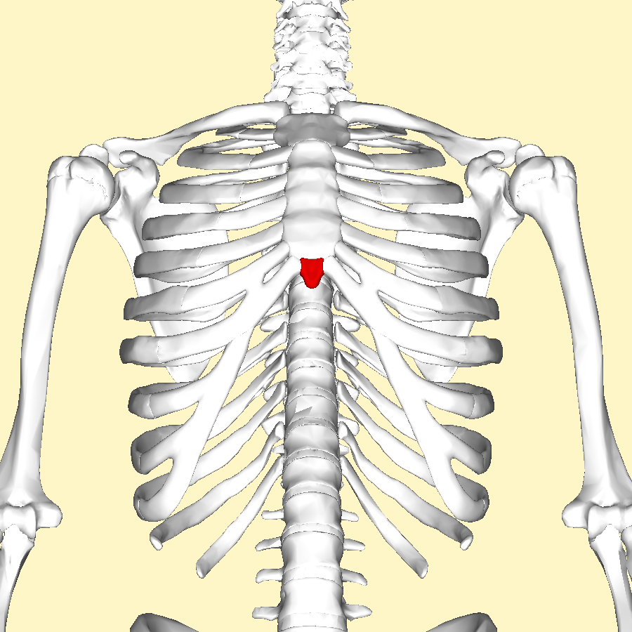 Xiphoid Process Of The Sternum