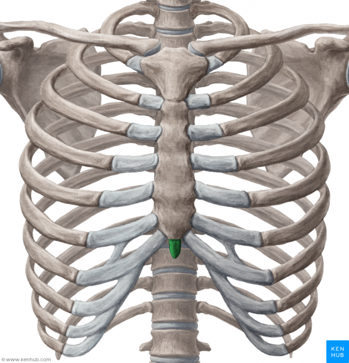 Мечевидный отросток грудины фото