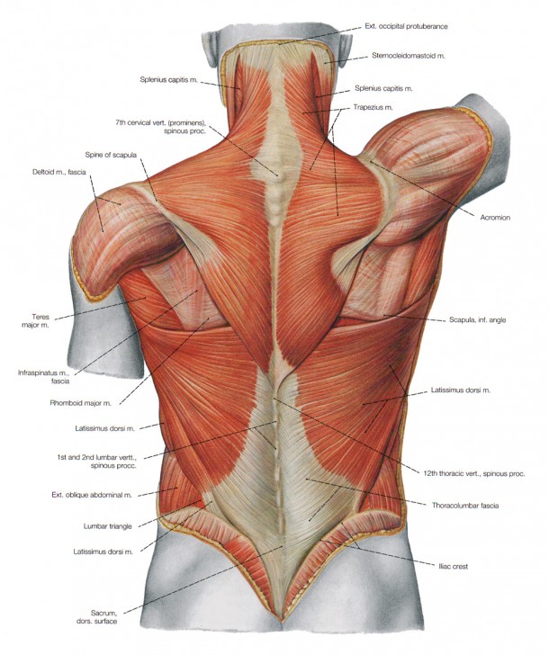 Back Muscles Anatomy Modernheal Com