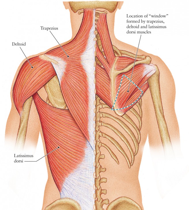 spine muscle anatomy