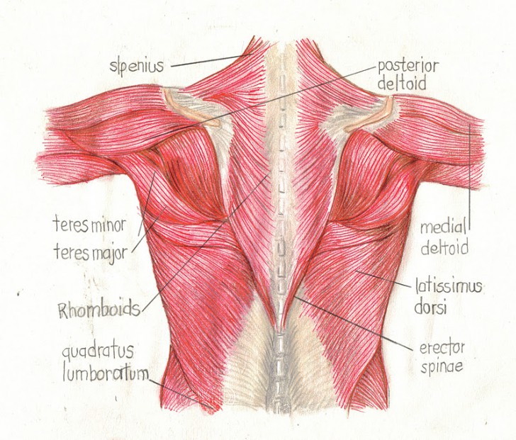 Back Muscles Anatomy Bodybuilding Modernheal Com