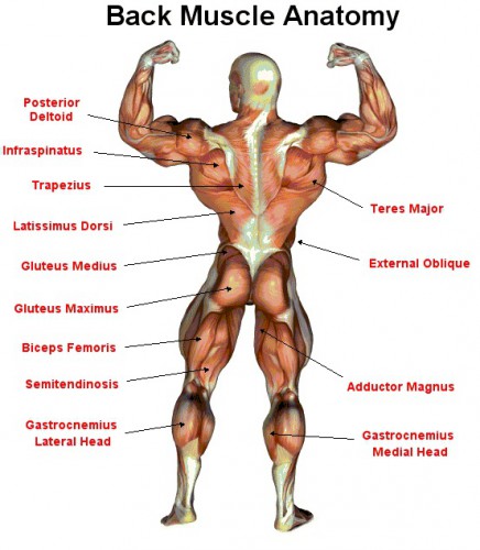 Back Muscles Anatomy Chart Modernheal Com