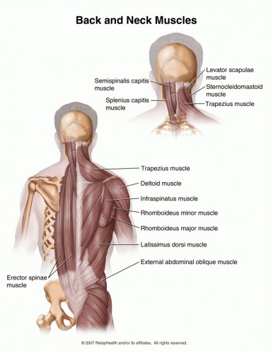 back muscles bench press - ModernHeal.com