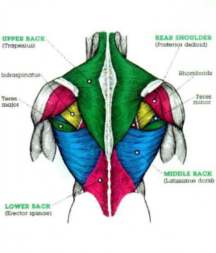 back-muscles-boxing-modernheal