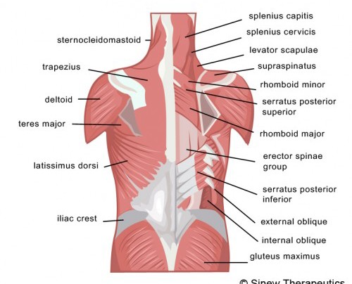 back muscles chart - ModernHeal.com