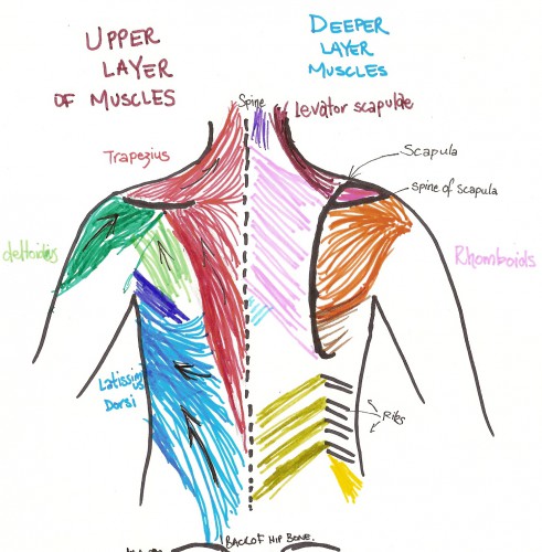 Best Back Muscles Training Exercises