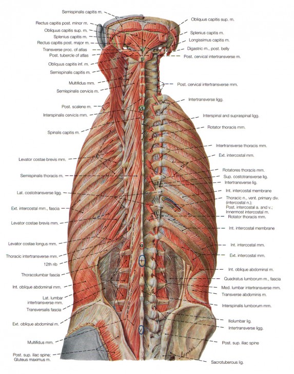 back muscles pain - ModernHeal.com