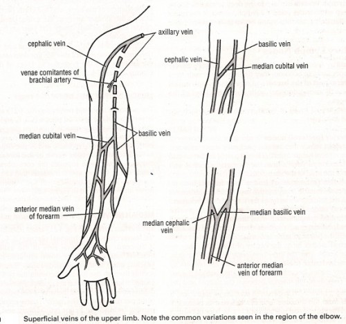 cephalic vein axillary vein - ModernHeal.com