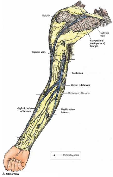 cephalic vein dvt - ModernHeal.com