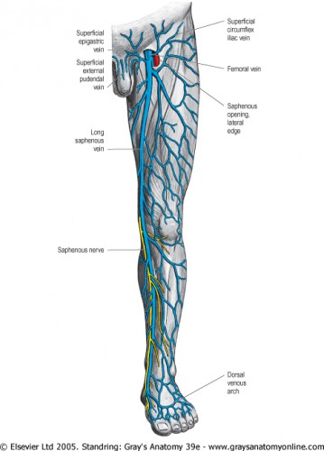 great saphenous vein ablation complications - ModernHeal.com