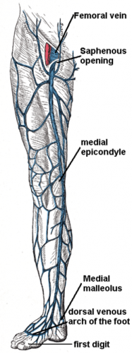 great-saphenous-vein-tributaries-modernheal