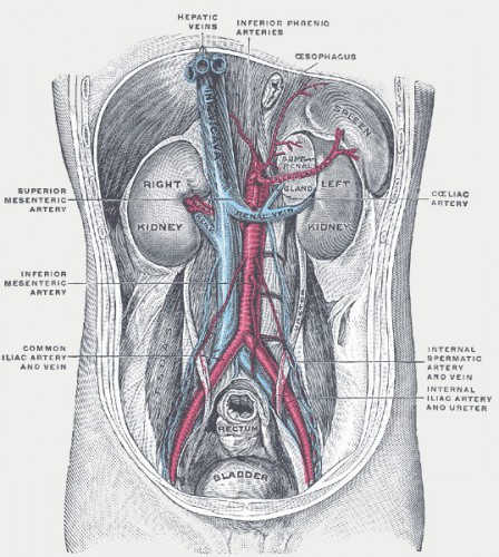 inferior vena cava - ModernHeal.com