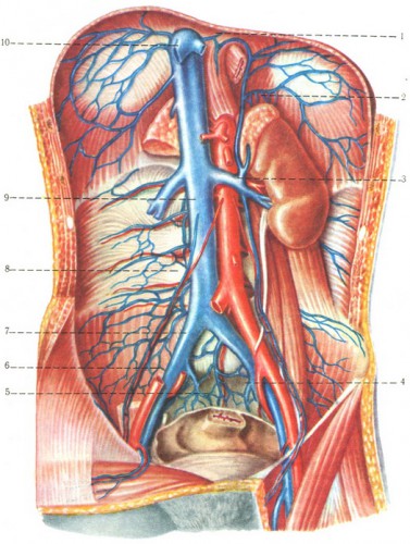 inferior vena cava location - ModernHeal.com