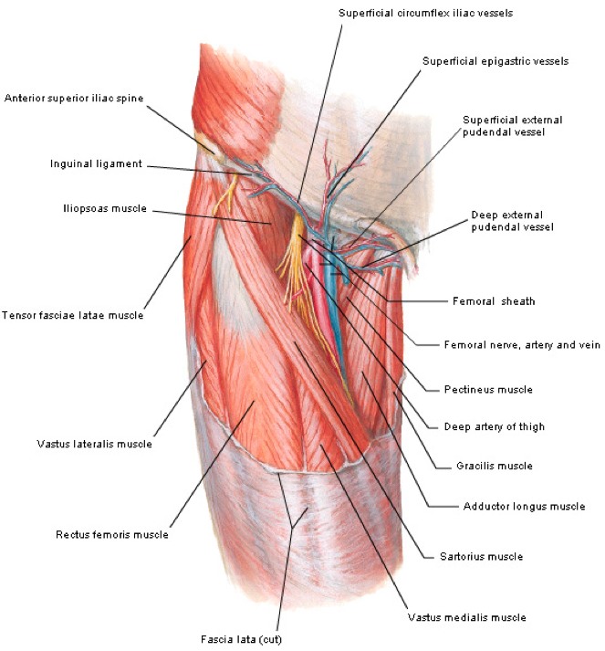 Femoral muscle