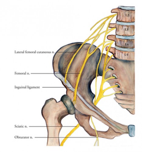 inguinal ligament surface anatomy - ModernHeal.com