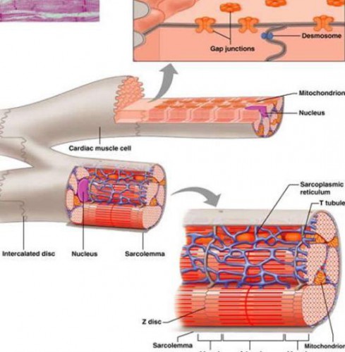 intercalated discs function - ModernHeal.com