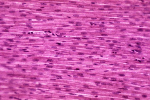 intercalated discs in cardiac muscle - ModernHeal.com