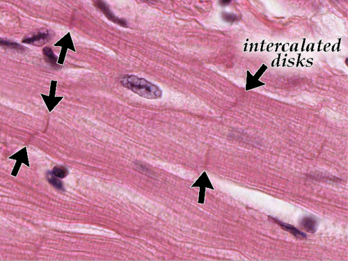 intercalated discs quizlet - ModernHeal.com