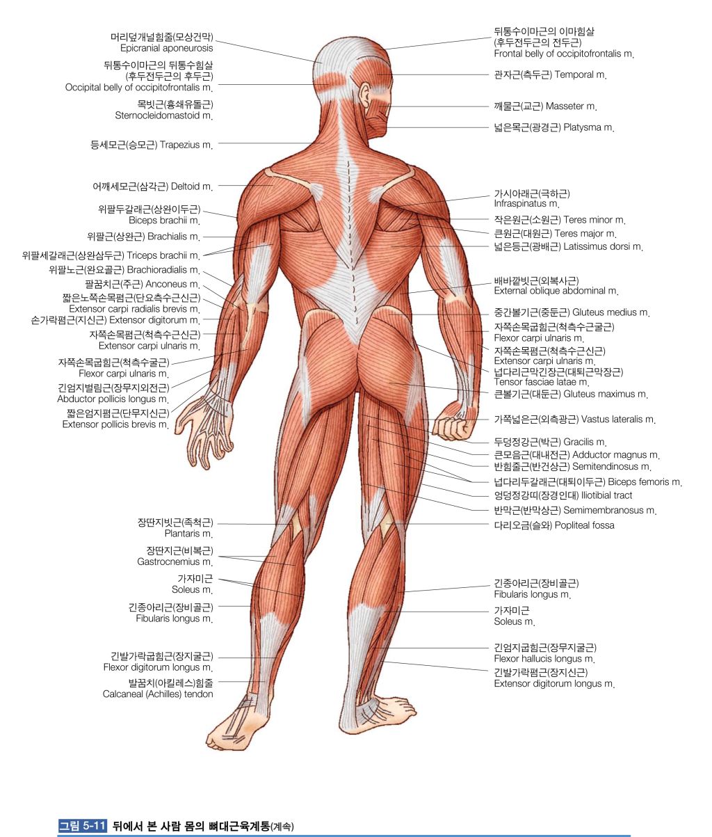 Muscle parts. Мышечная система человека строение мышц. Мышечная система человека для фитнеса. Lower back muscles. Мышечная система пожилого человека.