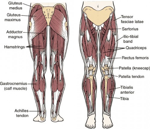 basics-of-leg-muscles